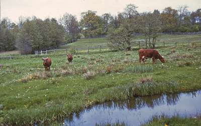 Kor på bete vid ån. I bakgrunden Venlösa äng. Foto: Holger Gabrielsson