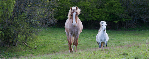 Hästar vid Hunseröd Foto: Lars Hillman