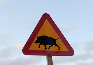 Varning för gris 2014 Foto: Lars Nilsson