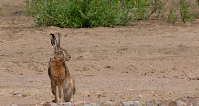 Fälthare Foto: Tommi Sandberg