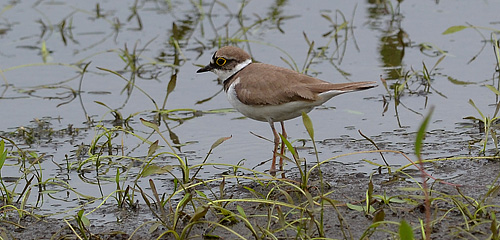 Mindre strandpipare Foto: Bengt Hertzman