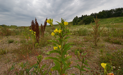 Nattljuset blommar Foto: Bengt Hertzman