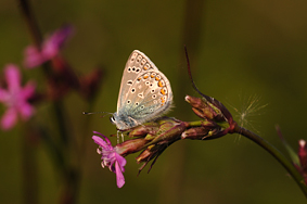 Puktörneblåvinge på tjärblomster Foto: Bengt Hertzman