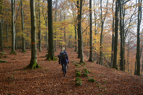 Till hösten väntar svampen i bokskogen Foto: Bengt Hertzman